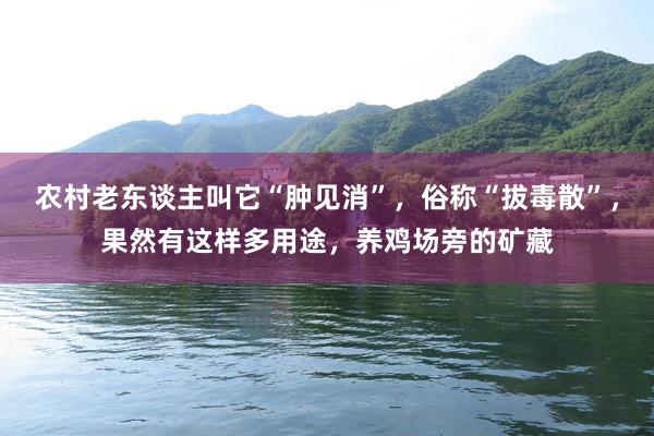 农村老东谈主叫它“肿见消”，俗称“拔毒散”，果然有这样多用途，养鸡场旁的矿藏